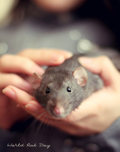 world-rat-day-01.jpg