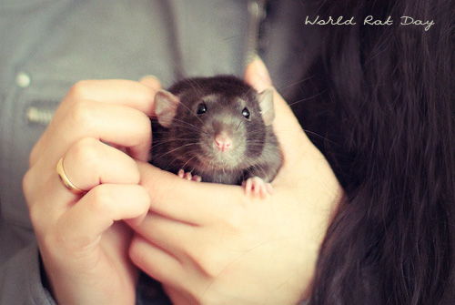 world-rat-day-02.jpg