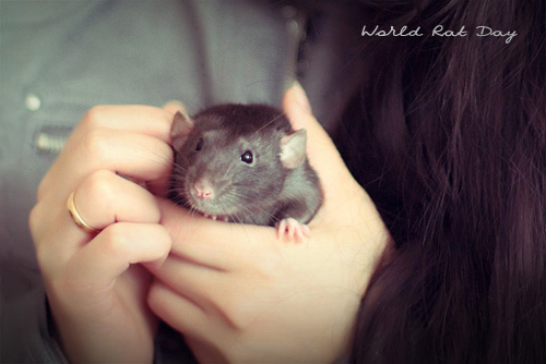 world-rat-day-03.jpg