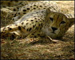 Cheetah