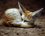 Fennec Fox