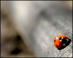 Ladybugs