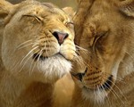 Lionesque