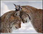Lynx