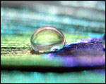 Peacock's Feather