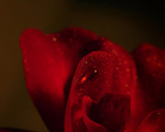 Rosarian