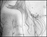 Wild Sketches