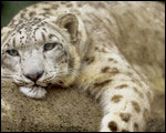The Snow Leopard Cat