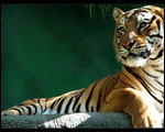 Tiger Temple